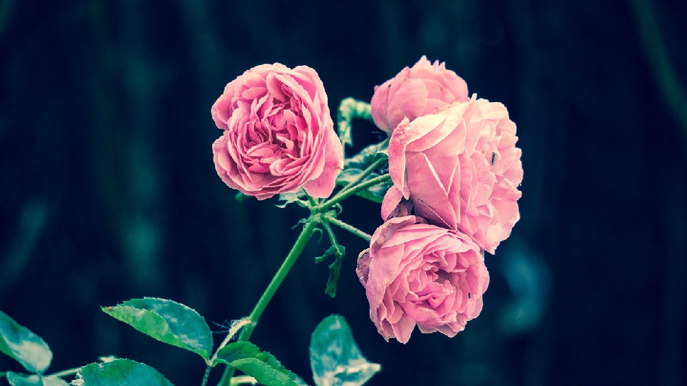 Sadzonki róż - wszystko, co trzeba wiedzieć